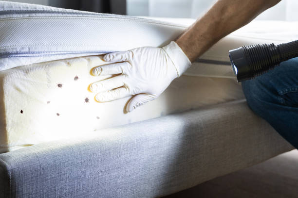 Wasp Removal Services in Grosse Pointe Park, MI