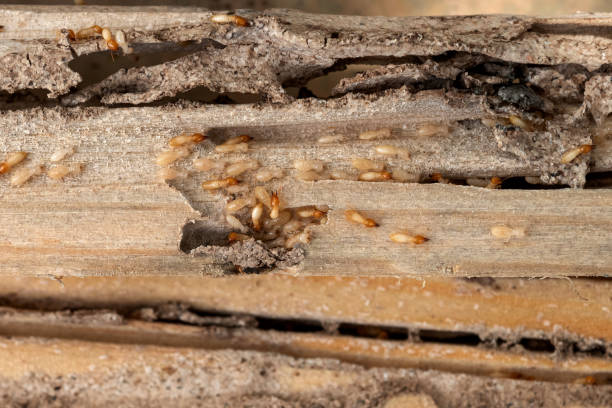 Best Mosquito Control Services  in Grosse Pointe Park, MI
